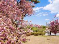 벚꽃명소로 불리는 도쿄의 신주쿠교엔🌸