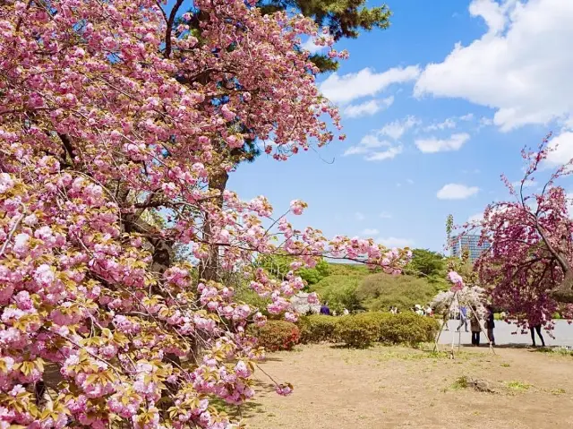 벚꽃명소로 불리는 도쿄의 신주쿠교엔🌸