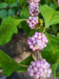 Bok Tower Gardens, Florida's hidden paradise