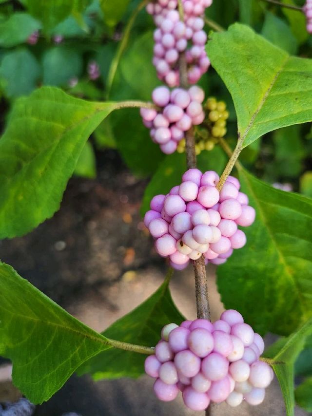 Bok Tower Gardens, Florida's hidden paradise Bok Tower Gardens, Florida's hidden paradise