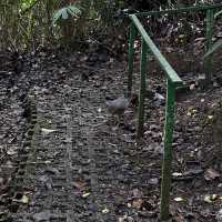 Tirimbina hikes and lodge