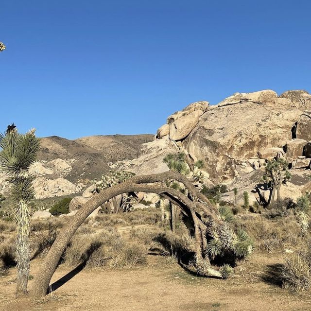 LA 사막투어, 별도 보고 노을도 보는 완벽한  조슈아국립공원투어