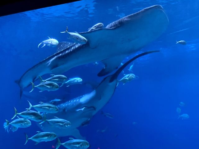 Amazing day at Georgia Aquarium 