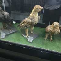 Amazing zooalogical museum 