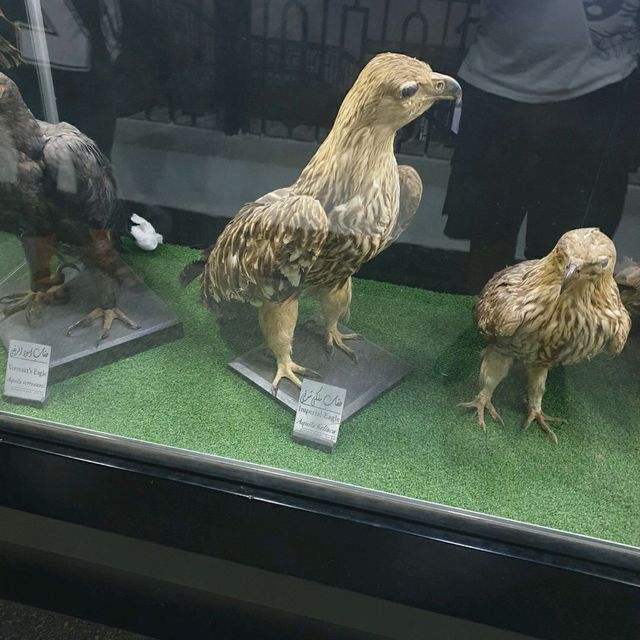 Amazing zooalogical museum 