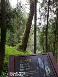 阿里山