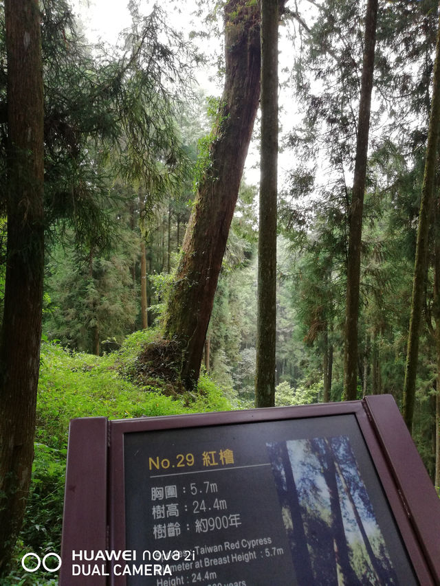 阿里山