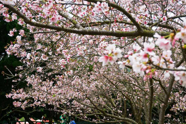【2025台灣情人節好去處】陽明山賞櫻 | 陽明山國家公園