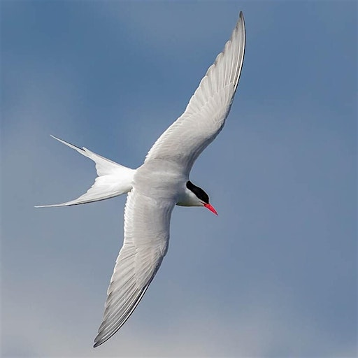 SPFGA Naturalist Series: The Spectacle of Bird Migration | Ketchamoot Creek Property (the range), 50302 Rge Rd 203