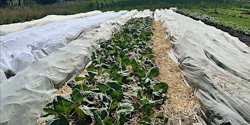 On Farm Demonstration Research Field Tour | Honking Goose