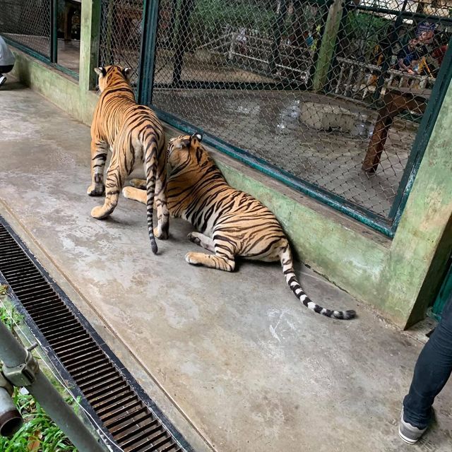 🐯Tiger Kingdom Phuket,Thailand 🇹🇭