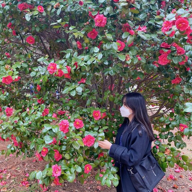 부산 동백꽃 예쁜곳 수영사적공원