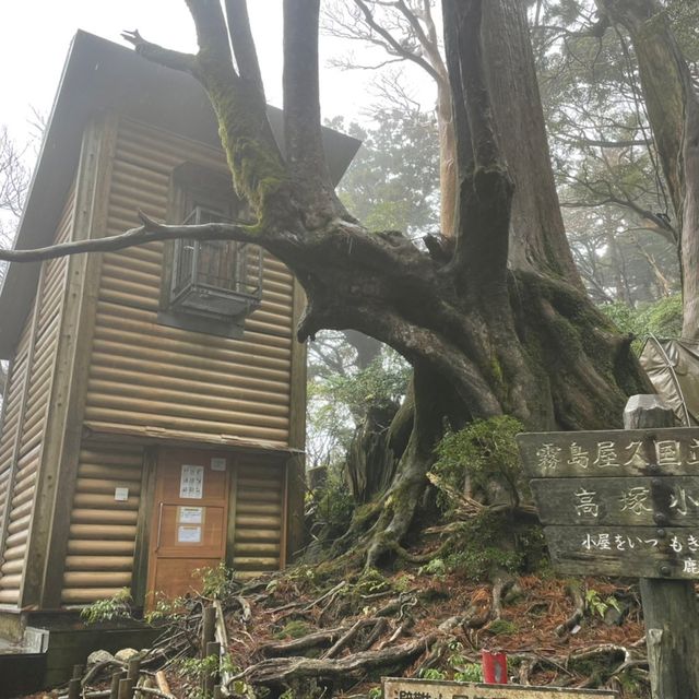 屋久島にある縄文杉は圧倒的な大きさ！😲