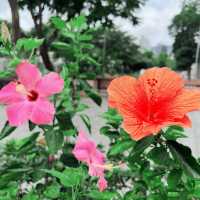 南區漁港主題公園，賞花💐好去處