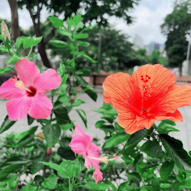 南區漁港主題公園，賞花💐好去處