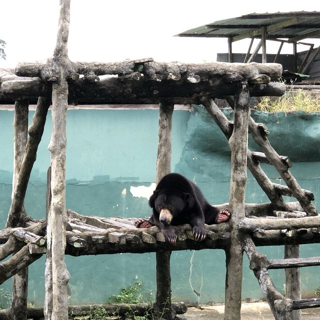 Jong Crocodile Farm - Serian