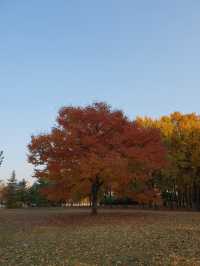 캐나다 느낌 나는 단풍명소🍁