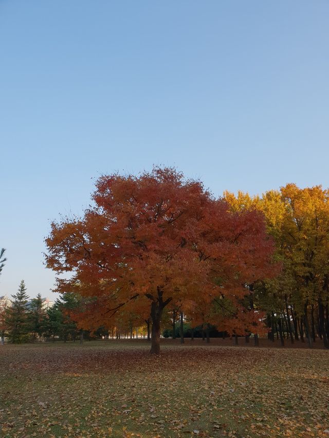 캐나다 느낌 나는 단풍명소🍁