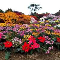 Colourful autumn at Garden of Morning Calm