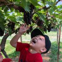 Free Wine Tasting in Khao Yai