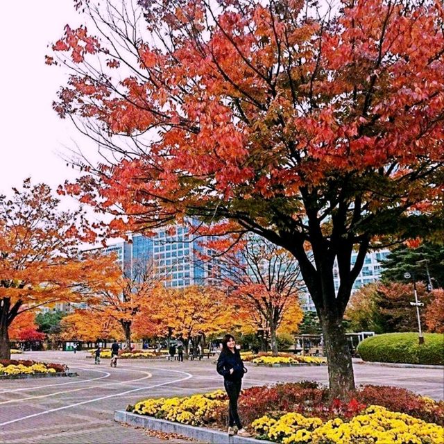 autumn in ilsan