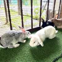 Rabbit petting farm in Bukit Tinggi