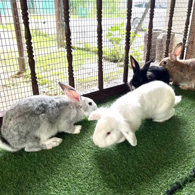 Rabbit petting farm in Bukit Tinggi