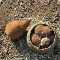 단풍 보며 데이트 하기 좋은 명소, 서울 대공원