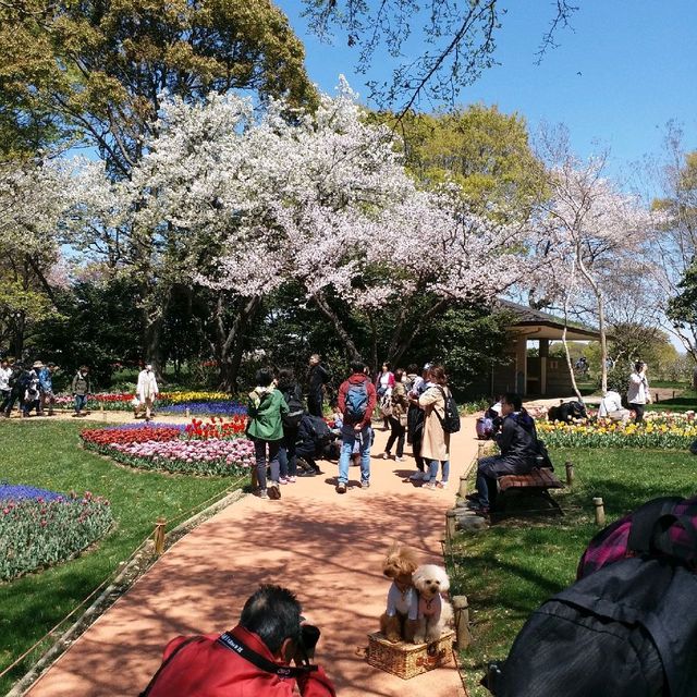 櫻花🌸鬱金香祭🌷