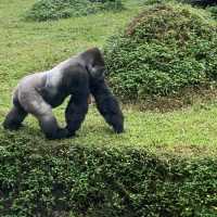 Unleash your “Wild Beast” in the Taipei Zoo.