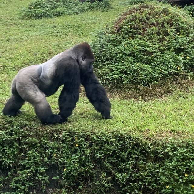 Unleash your “Wild Beast” in the Taipei Zoo.