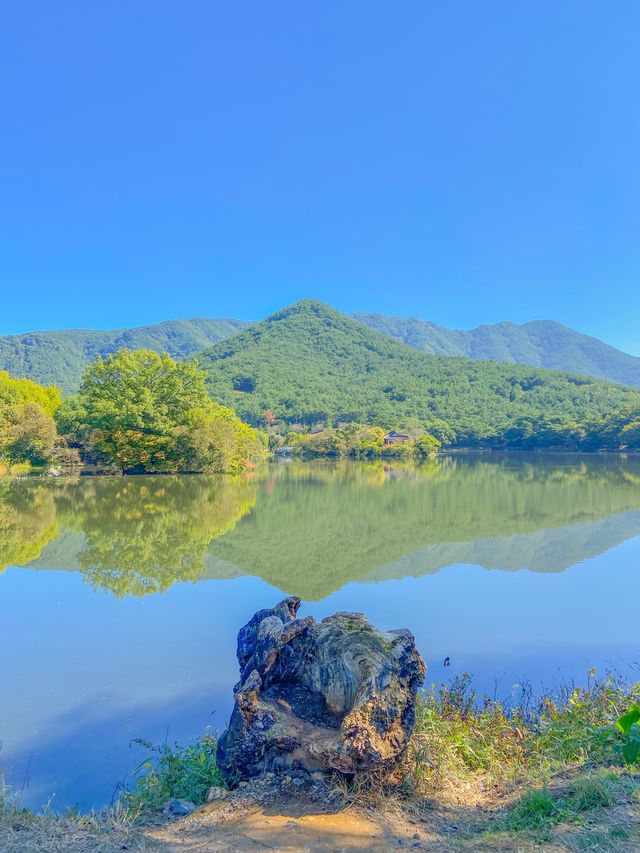 뚜렷한 반영, 밀양 위양지🌳