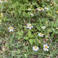 黃橙花風鈴木盛放｜市區賞花好去處