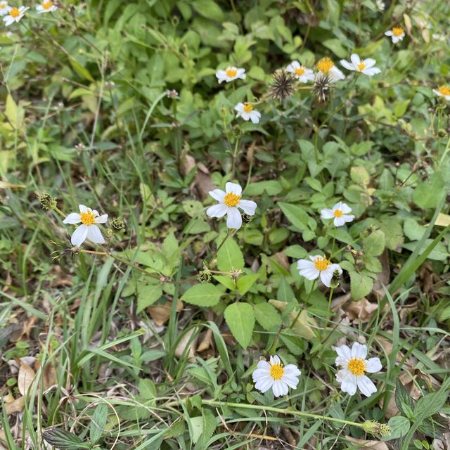 黃橙花風鈴木盛放｜市區賞花好去處