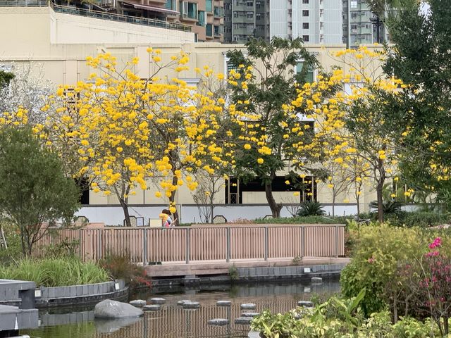 遊香港．坑口文曲里公園賞花