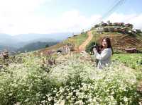 ดอกไม้บานบนดอยสูง