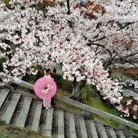 🌸 Sakura/Cherry Blossom 🌸