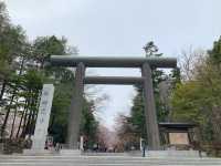 札幌　SAKURA 桜めぐり❗️北海道神宮の桜＆梅に感動❗️