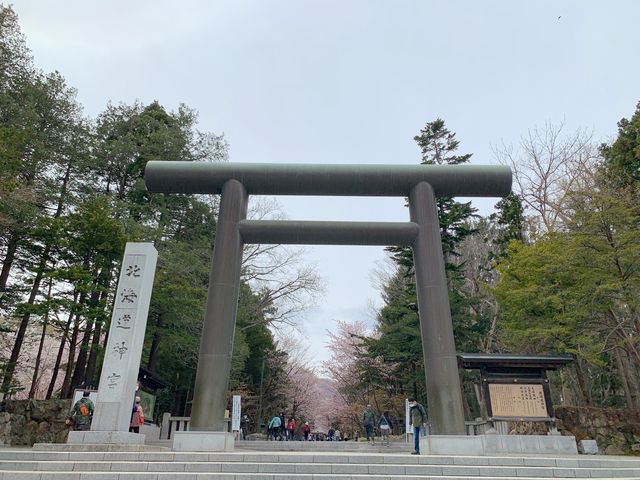札幌　SAKURA 桜めぐり❗️北海道神宮の桜＆梅に感動❗️