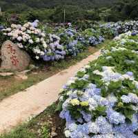 陽明山繡球花季節：高家繡球花園區