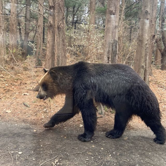 용인 에버랜드 사파리