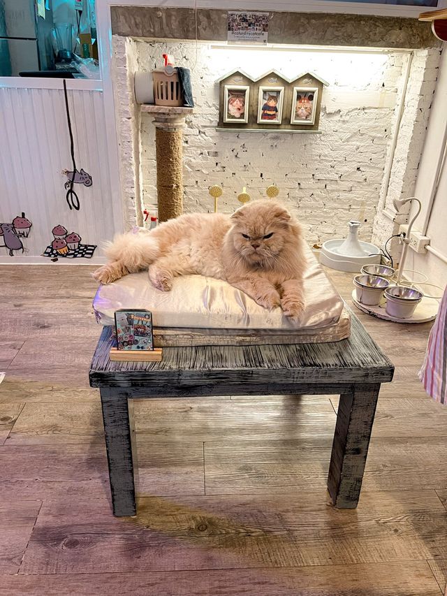 คาเฟ่แมว ย่านราชเทวี😸