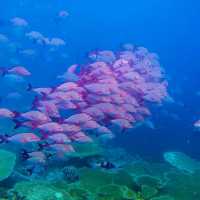 The Amazing Marine Life In Maldives 