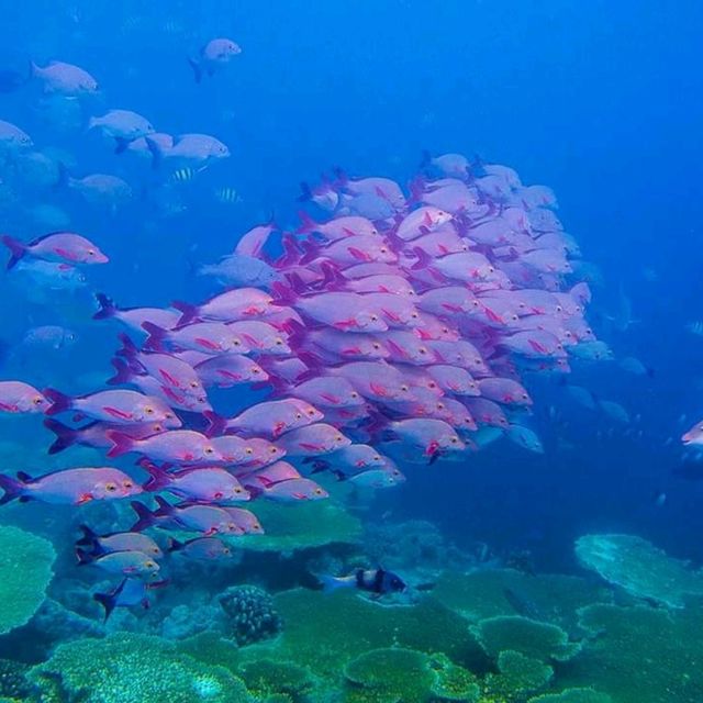 The Amazing Marine Life In Maldives 