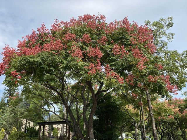 賞花攻略🌺九龍寨城公園花海