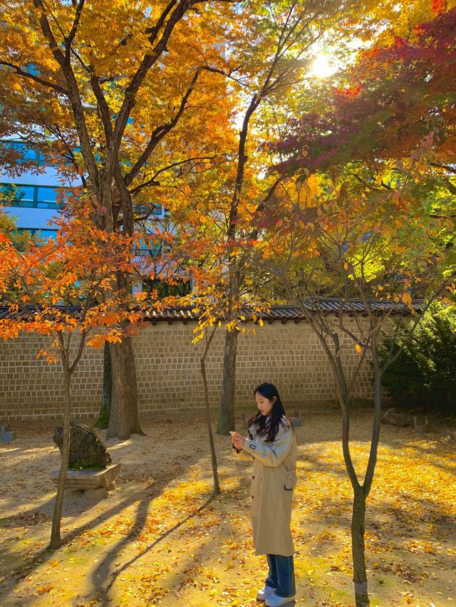 단풍을 서울에서도 구경할 수 있다고?!