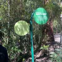 great Otway National park 