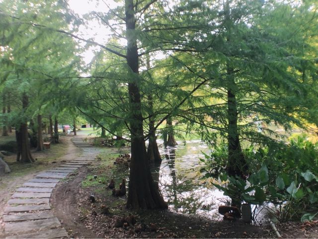 苗栗南庄 溫泉森林渡假村 雲水溫泉度假森林