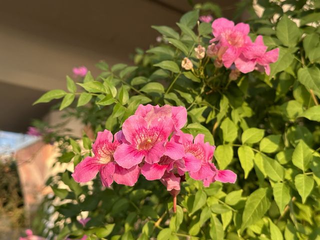 本地遊 | 觀塘海濱公園 | 不同季節不同時段的景致