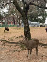 Free petting deer. 
